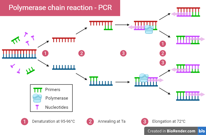 Unveiling the Wonders of PCR: Theory behind the Technique