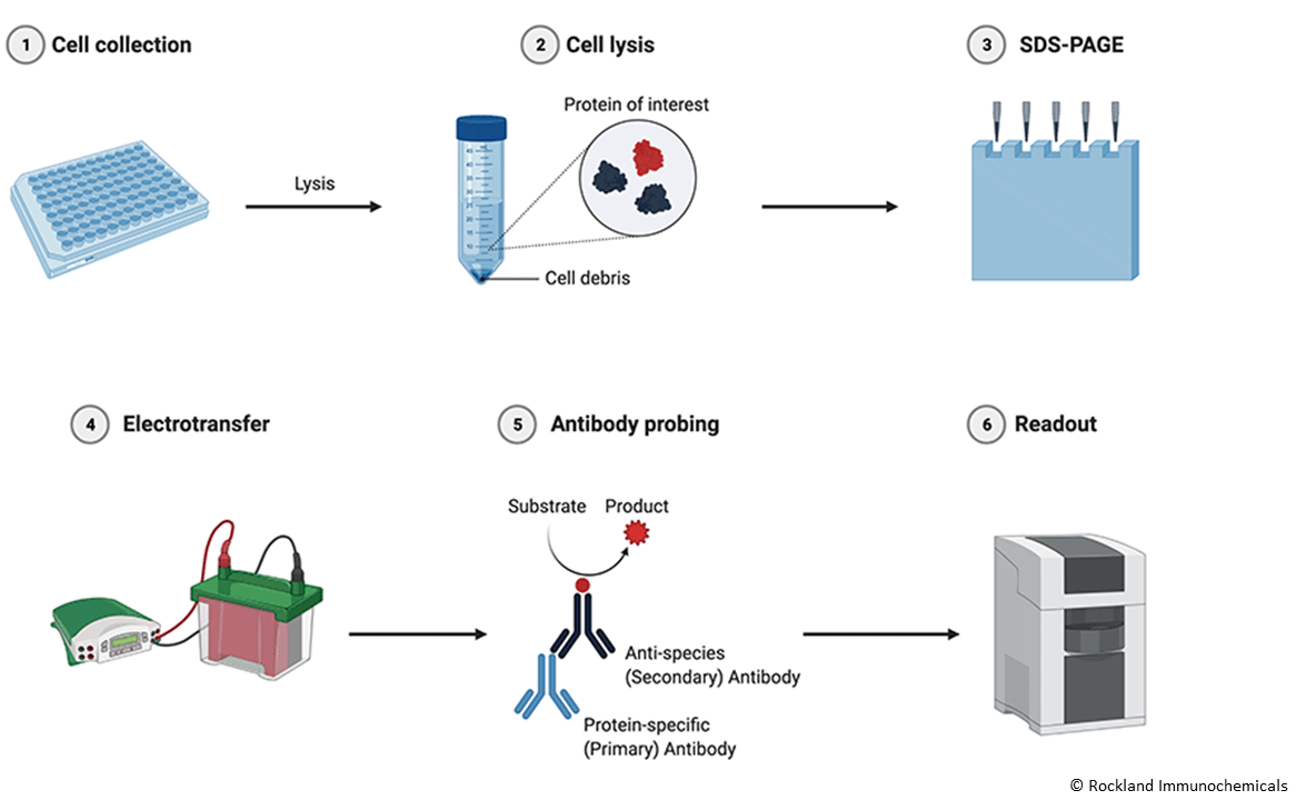 Illuminating the Secrets of Western Blotting: Theory behind the Technique