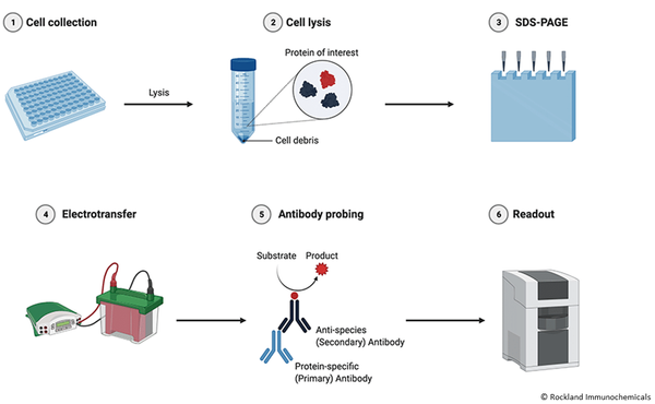 Illuminating the Secrets of Western Blotting: Theory behind the Technique